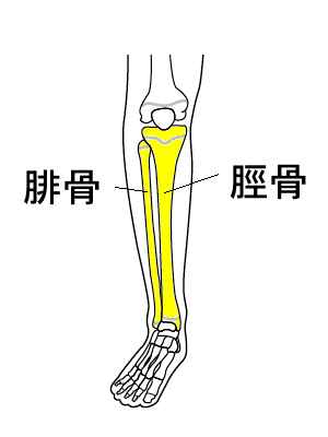 Image result for 脛骨 腓骨